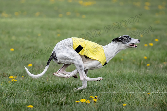 1 Prelim FCh B2 Echo Lzzy Indy-6755