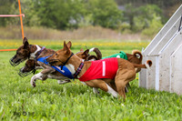 Basenjis