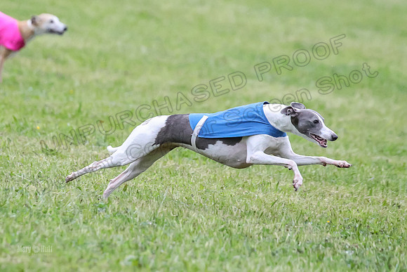 Prelim Open B1, Prudence Rosa Zelda-8388