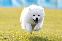 Blaise- American Eskimo