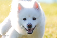 Belle- American Eskimo