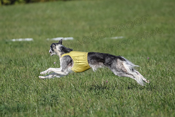 1 Prelims Fch 1 Kelso Wiings Foxy-5589