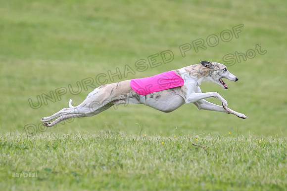 Prelim Open G2, Pixel Bumble Lzzy-9488