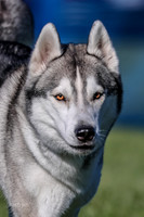 Lyanna Husky