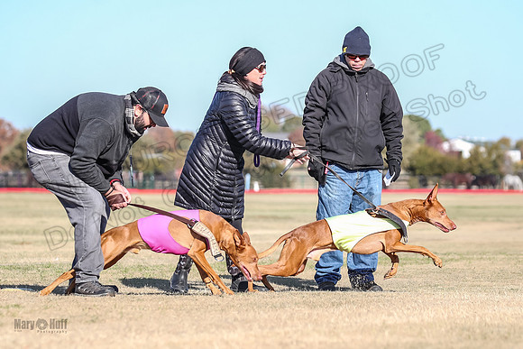 1Prelims Vet 1 Caper Copper-0946