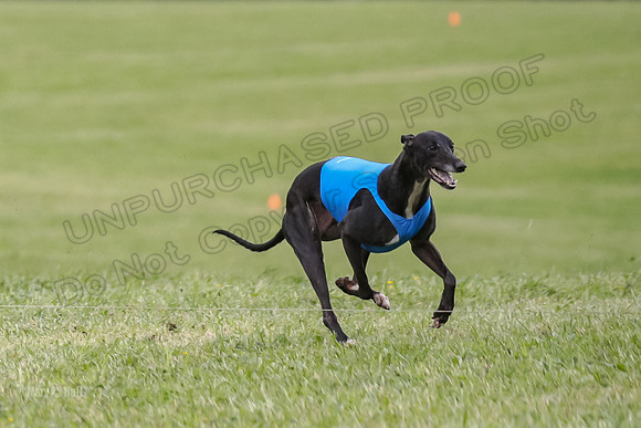 Finals Open C3, Sparky Margot Shine-0713