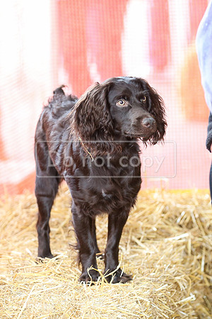 MCH55386