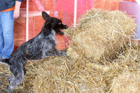 MCH55480