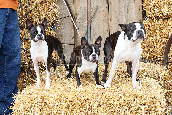 MCH54806