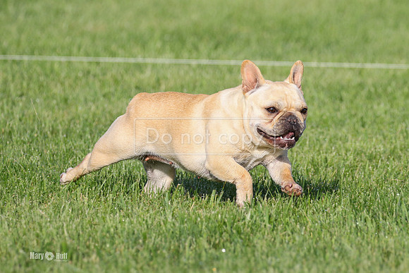 MCH79456