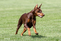 Scarlett Dobe