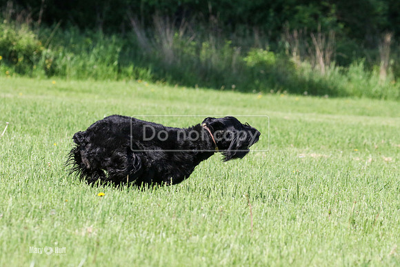 MCH73717