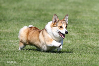 Skye Corgi
