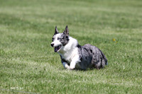 Hawk-Skye Corgi