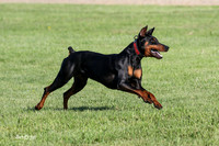 Archer Dobe