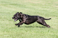Axle-Talula All American
