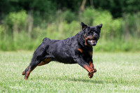 Axl Rott