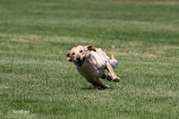 Blue-Junior-Redi Labs