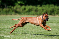 Brody RR
