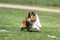 Calvin Collie