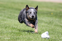 Chief-Delta Cattle Dog