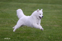 Flynn-Raegen-Sophie Samoyed