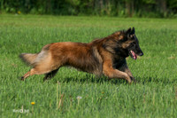 MCH73551
