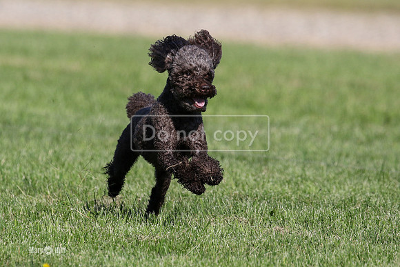 MCH73685