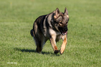 Mint Apple GSD