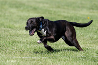 Sampson All American