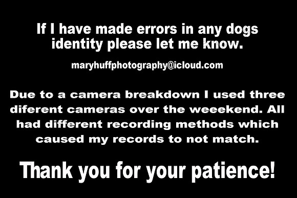 Dog Identity copy