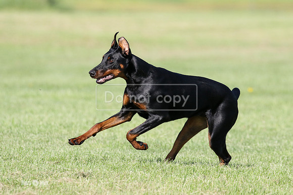 MCH73660