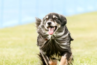 MCH73185