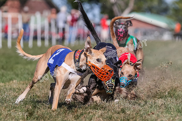 Prg 4, Race 5, Rasta Cammie Warrior Grim Buckwheat-0216