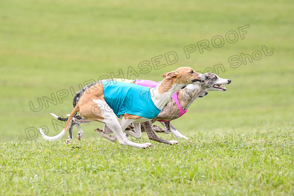 Prelim Fch 1,  Prim Shelby Ember-5135
