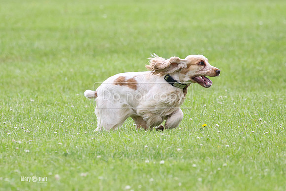 MCH71600
