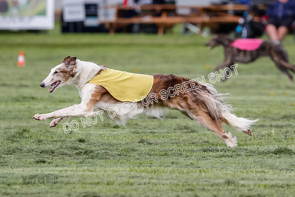 Prelim, Open, Rainbow Vera-8470