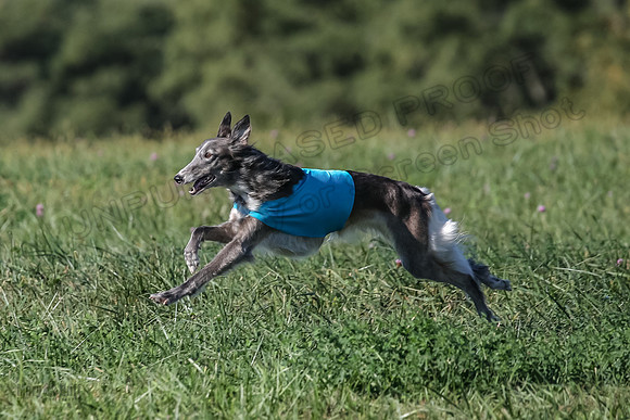 1 Prelims Fch 1 Kelso Wiings Foxy-5612