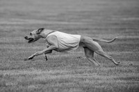 Prelims Zara-0816-2
