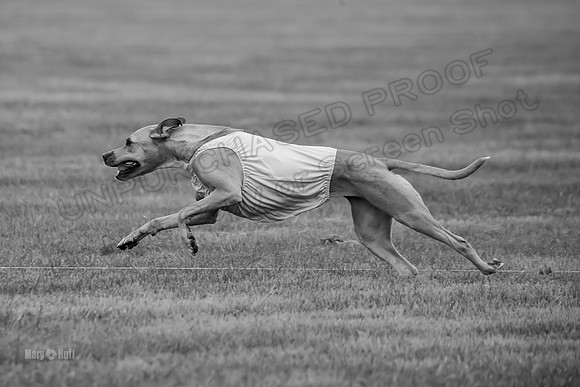 Prelims Zara-0816-2
