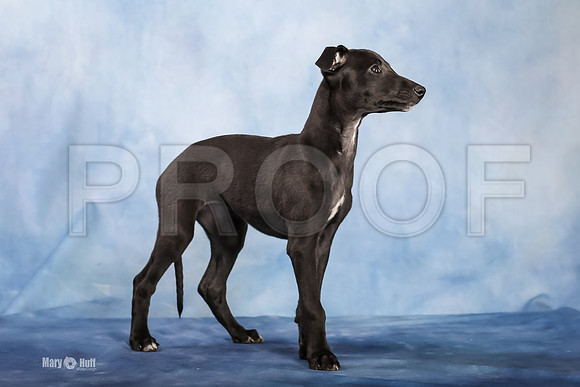 MCH59543  Czarny