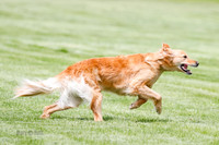 Cat Test 1-0392