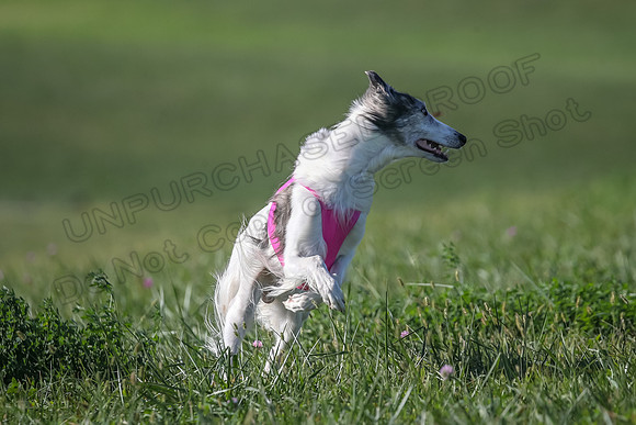 1 Prelims Fch 1 Kelso Wiings Foxy-5553