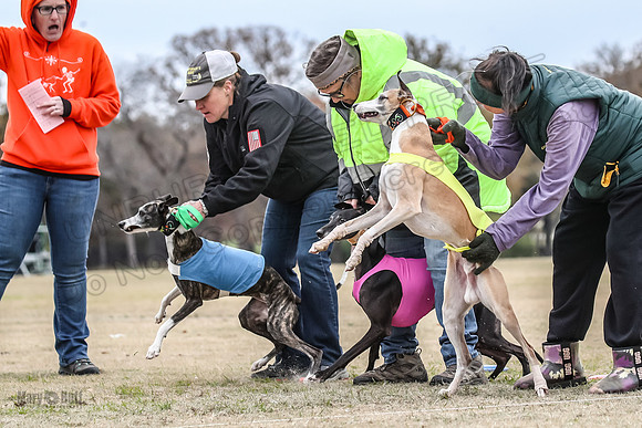 Finals Open 3 Scorch Shine Kashi-4008