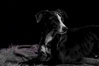 Puck 5.23.2020-1244