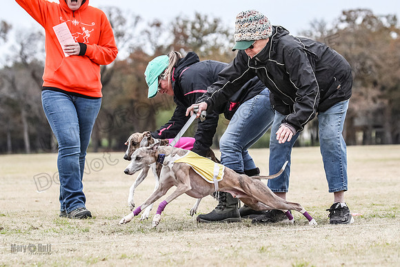 Finals Open 4 Rigel Trixie-4091