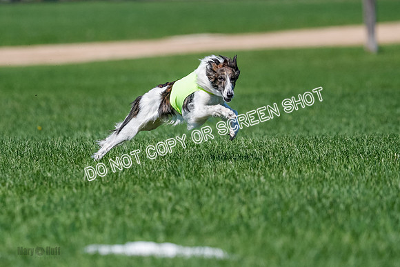Silken Windhound Finals, Finnegan-3972