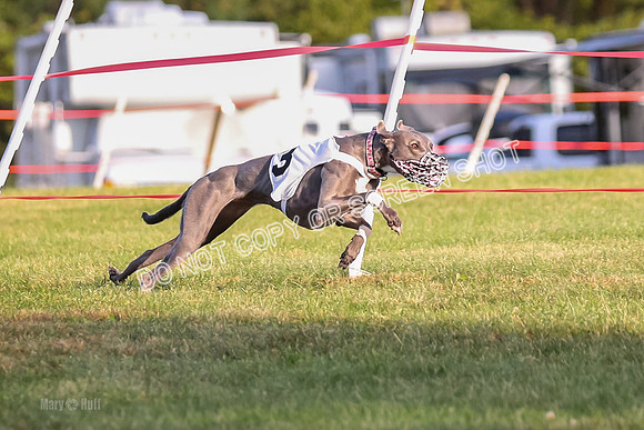Prg 1, race 3, Dandylion Moki Elevenes Shelby-0612
