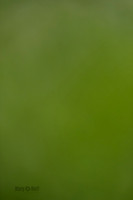 Cat Test 2-0640