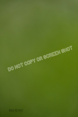Cat Test 2-0640